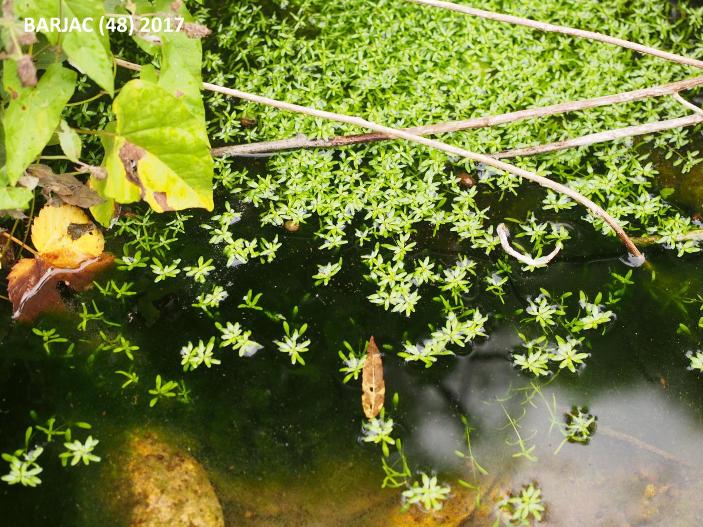 Starwort, Intermediate leaf